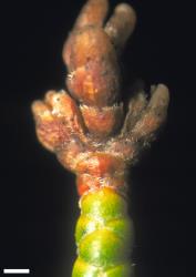 Veronica annulata. Infructescence. Scale = 1 mm.
 Image: W.M. Malcolm © Te Papa CC-BY-NC 3.0 NZ